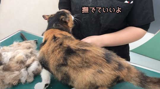 25歳 元気 猫 お手入れ 病院 定期検診 高齢  動物病院 獣医師 ねこ かわいい 癒やされる 動画