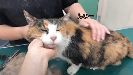 25歳 元気 猫 お手入れ 病院 定期検診 高齢  動物病院 獣医師 ねこ かわいい 癒やされる 動画