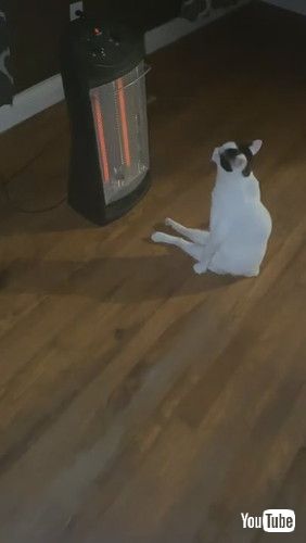 「Curious Kitty Gets Comfortable in His Own Way || ViralHog」