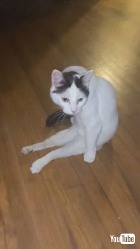 「Curious Kitty Gets Comfortable in His Own Way || ViralHog」