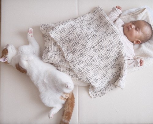 仲良くバンザイ寝 猫 赤ちゃん ネコ 仲良し ほっこり 画像 かわいい