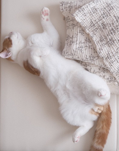 仲良くバンザイ寝 猫 赤ちゃん ネコ 仲良し ほっこり 画像 かわいい