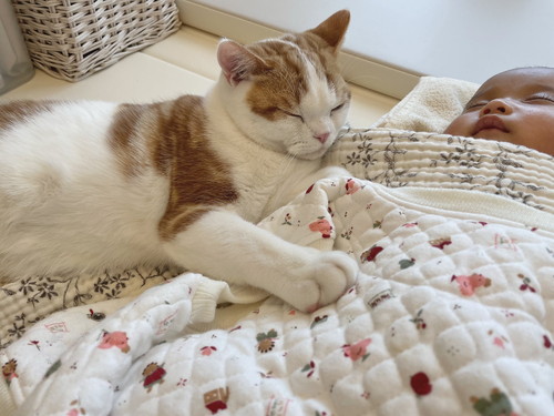 こなつくん 猫 赤ちゃん ネコ 仲良し ほっこり 画像 かわいい