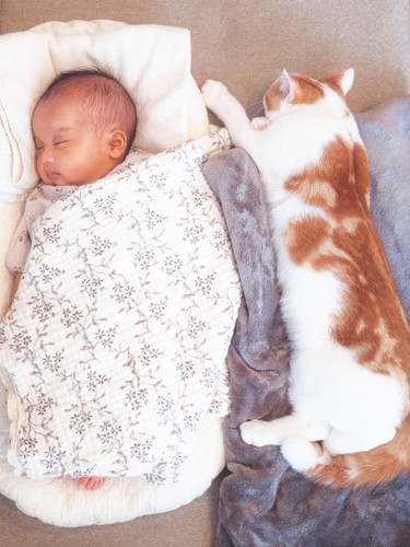 こなつくん 猫 赤ちゃん ネコ 仲良し ほっこり 画像 かわいい