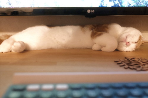 こなつくん 猫 赤ちゃん ネコ 仲良し ほっこり 画像 かわいい