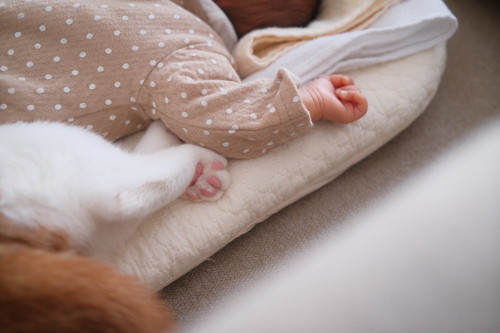 こなつくん 猫 赤ちゃん ネコ 仲良し ほっこり 画像 かわいい