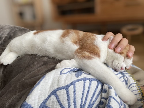 こなつくん 猫 赤ちゃん ネコ 仲良し ほっこり 画像 かわいい
