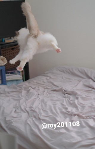 飛ぶ　ロイくん　ラグドール　猫　ジャンプ　かわいい