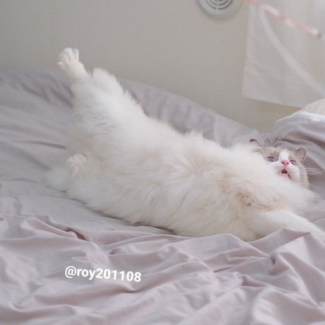 飛ぶ　ロイくん　ラグドール　猫　ジャンプ　かわいい