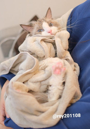 飛ぶ　ロイくん　ラグドール　猫　ジャンプ　かわいい