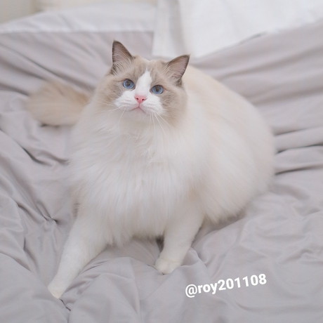 飛ぶ　ロイくん　ラグドール　猫　ジャンプ　かわいい