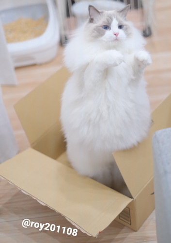 飛ぶ　ロイくん　ラグドール　猫　ジャンプ　かわいい