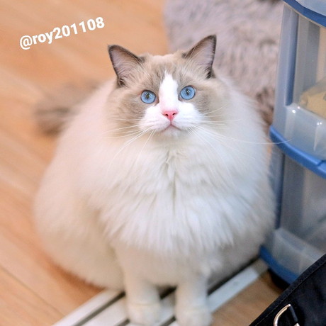 飛ぶ　ロイくん　ラグドール　猫　ジャンプ　かわいい