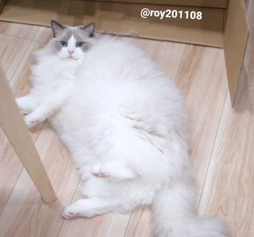 飛ぶ　ロイくん　ラグドール　猫　ジャンプ　かわいい