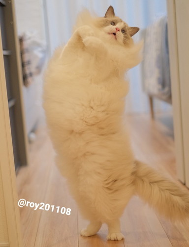 飛ぶ　ロイくん　ラグドール　猫　ジャンプ　かわいい