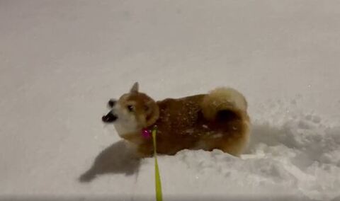 柴犬 ハルちゃん 雪 食べる ワンコ かわいい 動画 犬