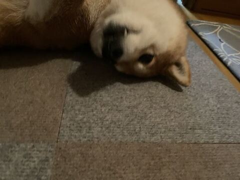 柴犬 ハルちゃん 雪 食べる 雪 食べる ワンコ かわいい 動画 犬