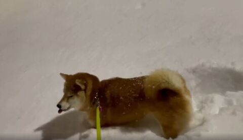 柴犬 ハルちゃん 雪 食べる 雪 食べる ワンコ かわいい 動画 犬