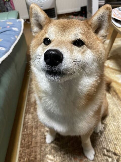柴犬 ハルちゃん 雪 食べる 雪 食べる ワンコ かわいい 動画 犬