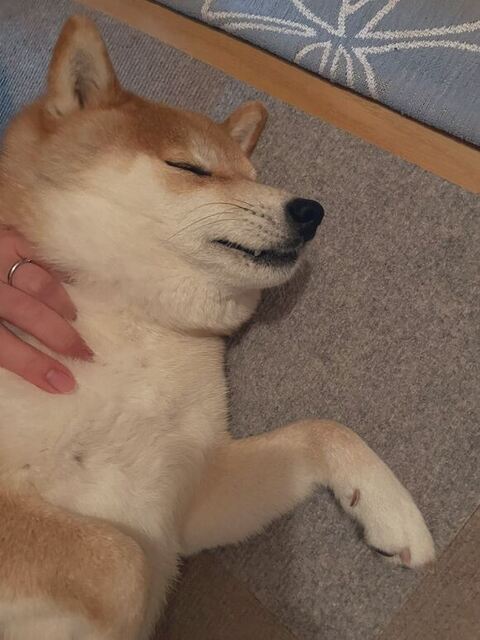 柴犬 ハルちゃん 雪 食べる 雪 食べる ワンコ かわいい 動画 犬