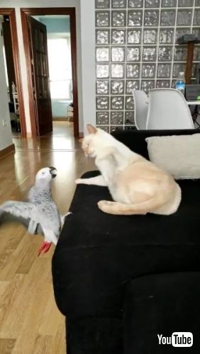 Teases Exasperated 猫 ヨウム 鳥 面白動画 海外 かわいい