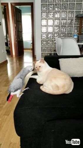 Teases Exasperated 猫 ヨウム 鳥 面白動画 海外 かわいい