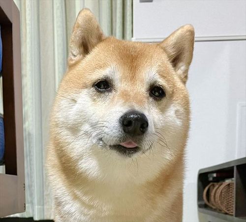 柴犬 しょんぼり 表情 顔 虚無