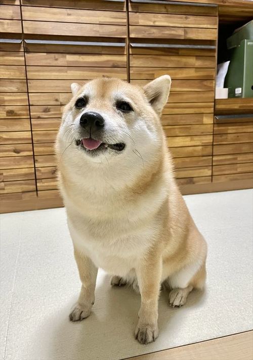 柴犬 しょんぼり 表情 顔 虚無