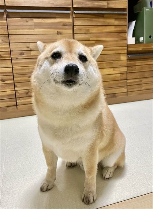 柴犬 しょんぼり 表情 顔 虚無