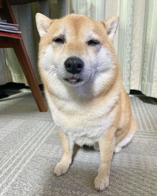 柴犬 しょんぼり 表情 顔 虚無