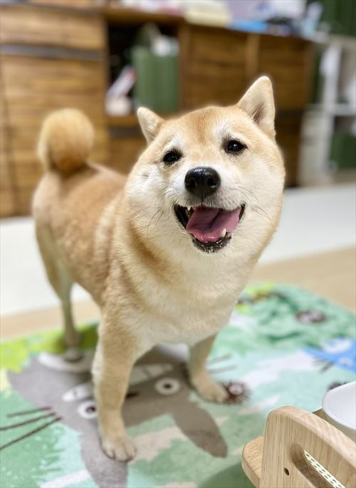 柴犬 しょんぼり 表情 顔 虚無