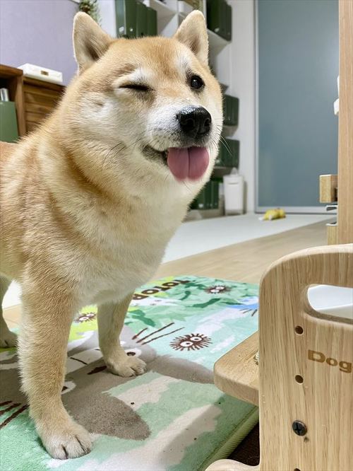 柴犬 しょんぼり 表情 顔 虚無