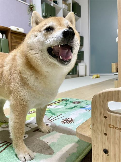 柴犬 しょんぼり 表情 顔 虚無