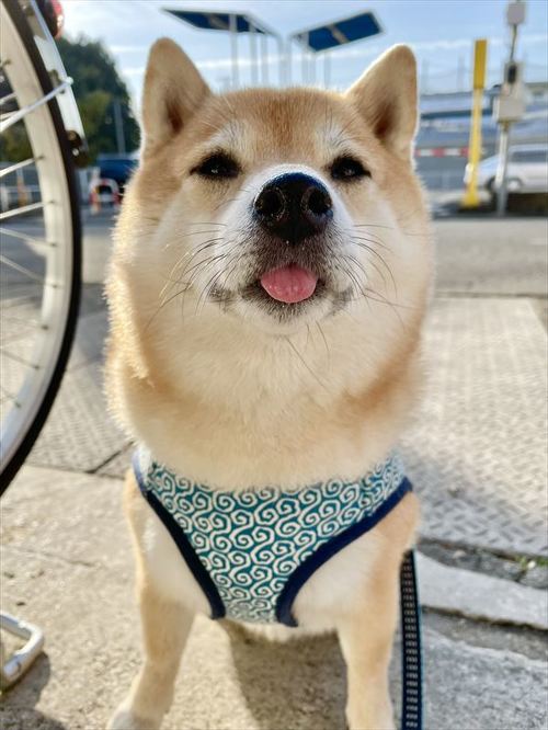 柴犬 しょんぼり 表情 顔 虚無