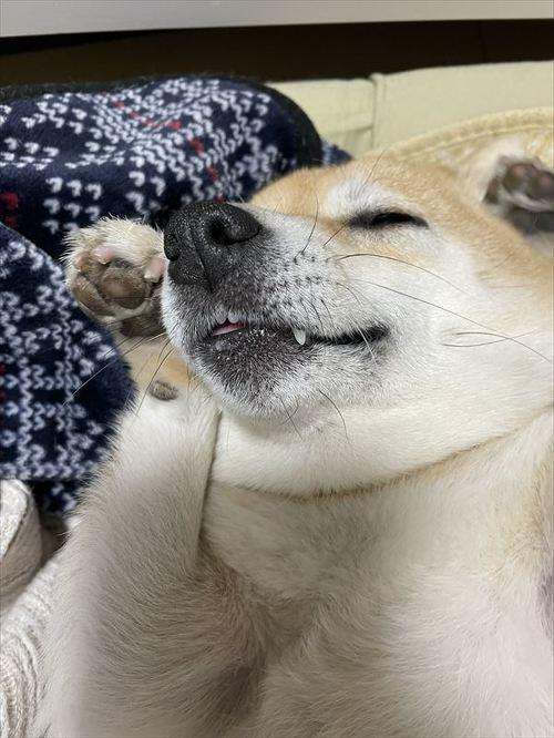 柴犬 しょんぼり 表情 顔 虚無