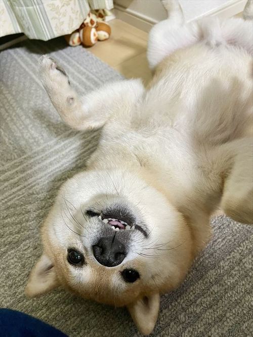 柴犬 しょんぼり 表情 顔 虚無