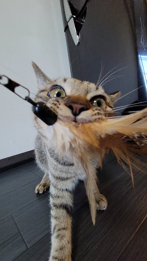 壁 走る おこめ 母親 飼い主 困惑 しぴ