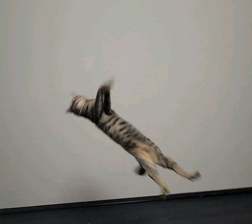 壁 走る おこめ 母親 飼い主 困惑 しぴ