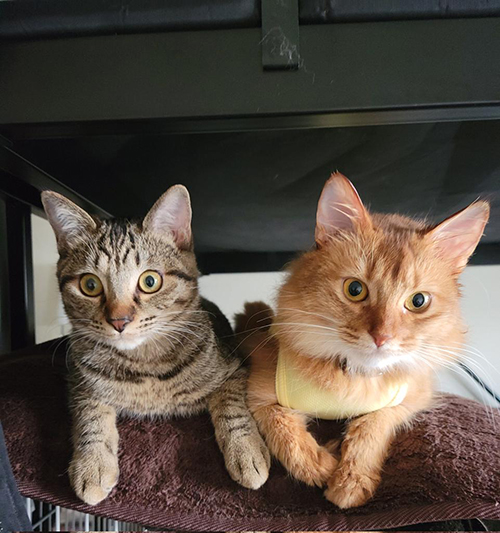 壁 走る おこめ 母親 飼い主 困惑 しぴ