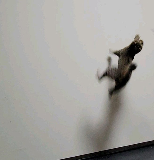 壁 走る おこめ 母親 飼い主 困惑 しぴ