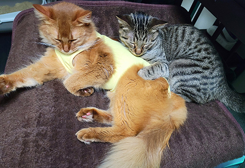 壁 走る おこめ 母親 飼い主 困惑 しぴ