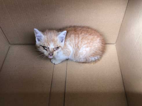 子猫 保護 自動販売機の裏 はさまって 救出 ビフォーアフター