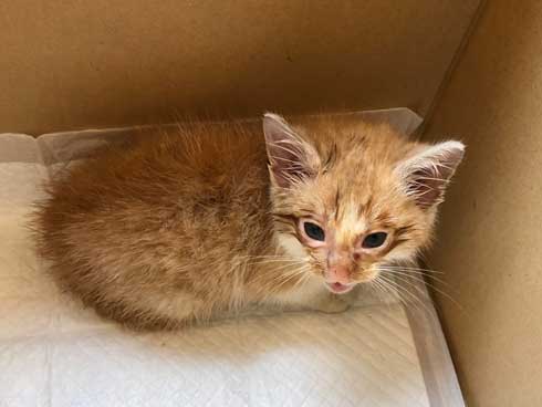 子猫 保護 自動販売機の裏 はさまって 救出 ビフォーアフター