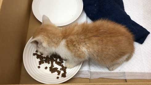 子猫 保護 自動販売機の裏 はさまって 救出 ビフォーアフター