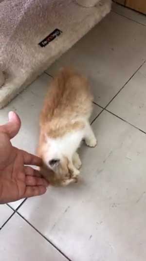 子猫 保護 自動販売機の裏 はさまって 救出 ビフォーアフター