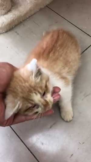 子猫 保護 自動販売機の裏 はさまって 救出 ビフォーアフター