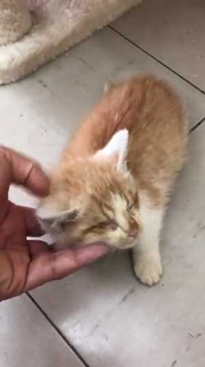 子猫 保護 自動販売機の裏 はさまって 救出 ビフォーアフター