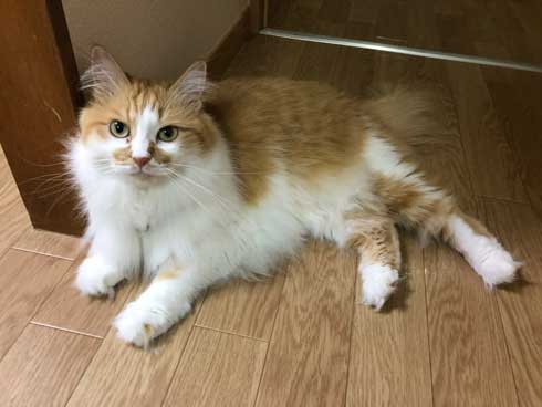 子猫 保護 自動販売機の裏 はさまって 救出