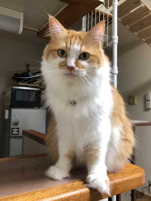 子猫 保護 自動販売機の裏 はさまって 救出