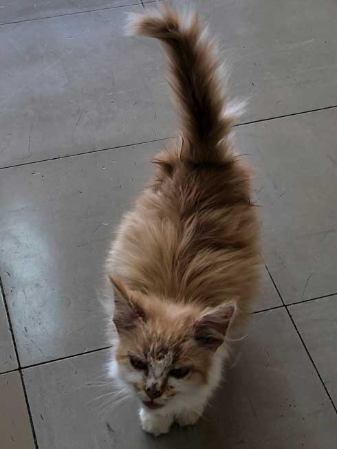 子猫 保護 自動販売機の裏 はさまって 救出